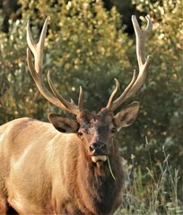 Naklejka na ściany i meble Male Bull Elk at Benezette PA
