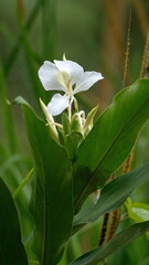 Wild ginger with a white flower in Mindo, Ecuador