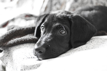 Cagnolino  © Roberto Cosentino