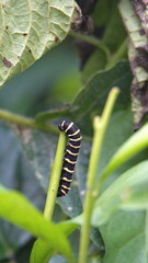 Striped caterpillar eating a plant in Mindo, Ecuador