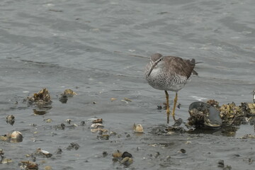 grey tailed tattler is hunting a crab
