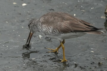 grey tailed tattler is hunting a crab