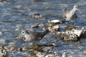grey tailed tattler is hunting a crab