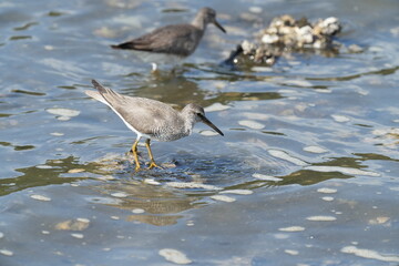 grey tailed tattler is hunting a crab