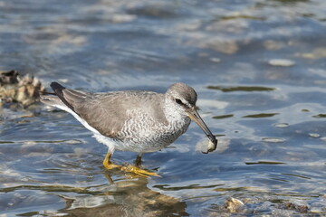 grey tailed tattler is hunting a crab