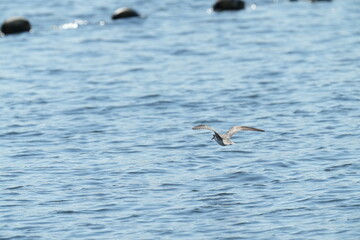 Fototapeta na wymiar grey tailed tattler in flight