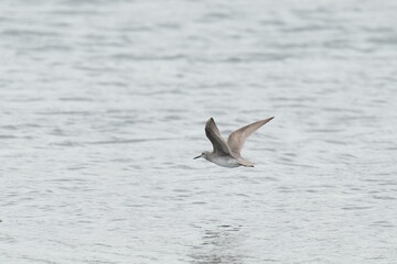 grey tailed tattler in flight