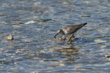 grey tailed tattler is hunting a crab