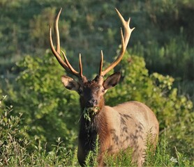 Male Bull Elk at Benezette PA