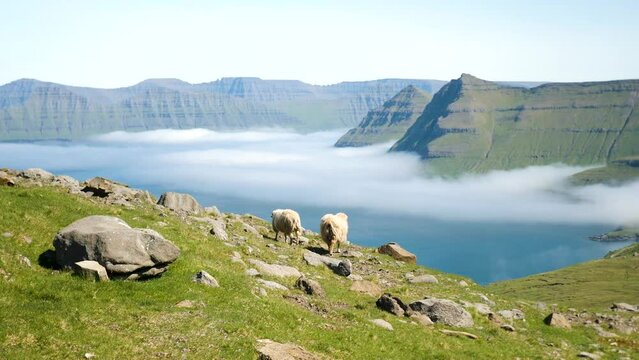 4K Beautiful view of the foggy Funningur valley with a couple of Faroese sheep. Amazing nature in Faroe Islands. Eysturoy Island, Faroe Islands. Gonguturur or Hvithamar. Sunny day in summer.