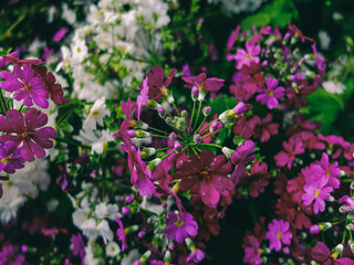 flowers in the garden