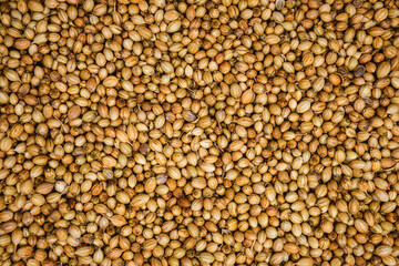Flat lay background of dried coriander seeds used in Mediterranean and Asian cooking - 527157569