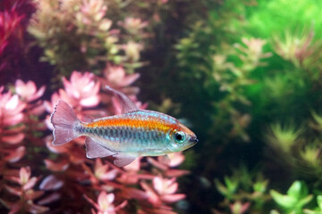 Obraz na płótnie Canvas Aquarium fish : Congo tetra fish (Phenacogrammus interruptus) is a species of fish in African tetra family, found in the central Congo River Basin in Africa. Selective focus with blurred background