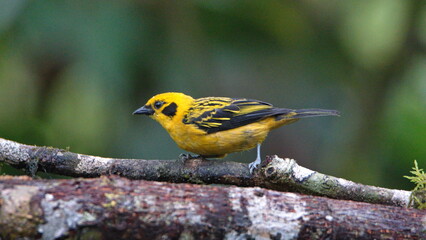 Golden tanager (Tangara arthus) perched on a branch in Mindo, Ecuador