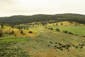 Fototapeta premium cattle in hilly fields