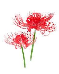 手描きの彼岸花の水彩イラスト