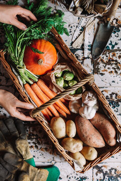 Basket of fresh autumn produce with hands and gardening tools