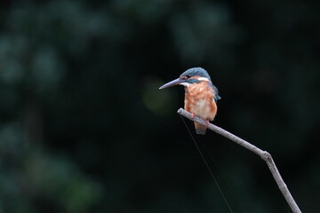 kingfisher on a perch