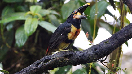 Pale-mandibled aracari (Pteroglossus erythropygius) eating a banana in Mindo, Ecuador