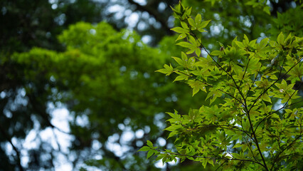 神社の境内にある初夏の緑のモミジ