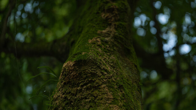 古く巨大な木にびっしり生えた苔