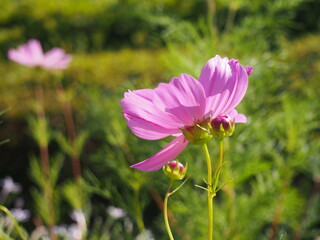 Fototapeta premium コスモス