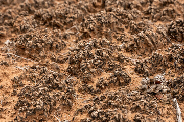 Ancient Crust On The Desert Floor of Canyonlands