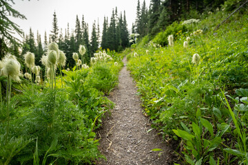 Anemone Flowers Flank Narrow Trail On The Way to Pitamakan Lake