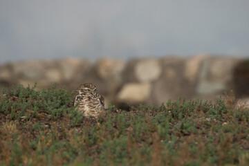  great owl - Pequen