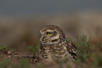  great owl - Pequen