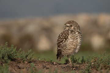  great owl - Pequen
