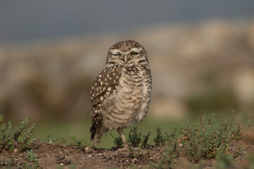  great owl - Pequen