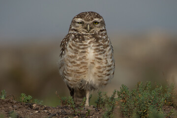  great owl - Pequen