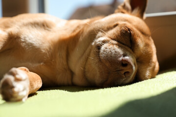 Cute small chihuahua dog sleeping on soft blanket, closeup