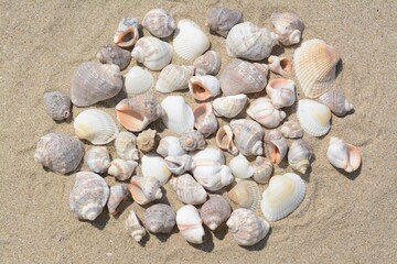 Fototapeta na wymiar Many beautiful sea shells on sandy beach, above view