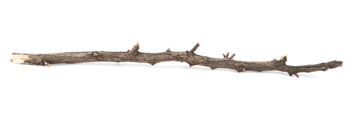 Old dry tree branch isolated on white