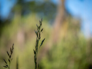 Fototapeta premium grass in the wind