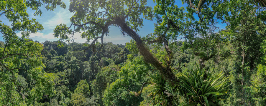 High up forest canopy panorama in Puerto Viejo Costa Rica showing the beauty of the rainforest