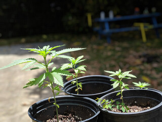 Four Marijuana Plants begin to grow in pots