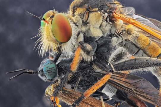 robberfly eats soldier fly