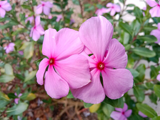 Close up of beautiful pink Catharanthus Roseus. Commonly known as bright eyes, cape periwinkle, graveyard plant, madagascar periwinkle, old maid, pink or rose periwinkle.