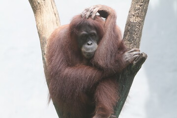 Cute Orangutan