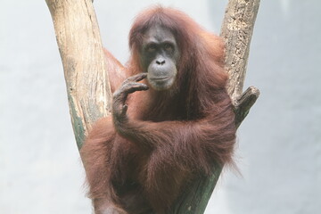 Funny orangutan