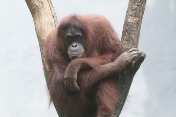 Sitting orangutan