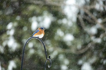 Robin in snow. Bluebird in Winter snow, storm