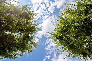 sun shining through trees