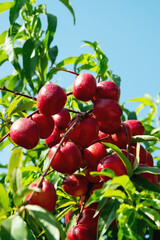 Beautiful close up with red fruits of ripe nectarines on the tree.