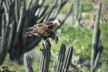 Pair of Crested Caracaras on a cactus