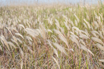 golden wheat field