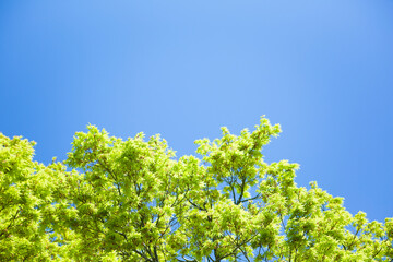 もみじの若葉と青空	